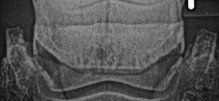 Röntgendiagnostik bei Pferden